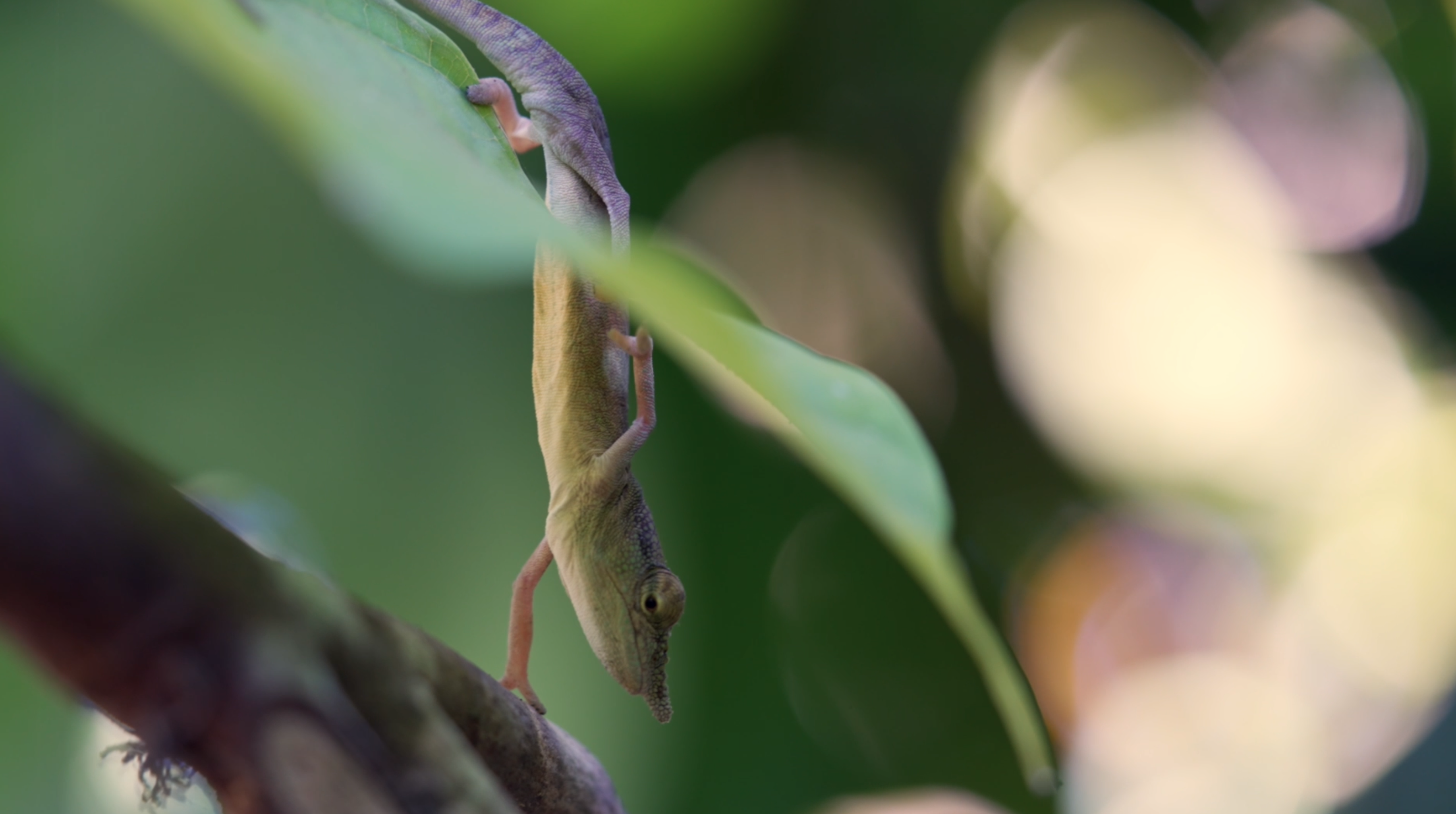 Endemic Treasures - 2